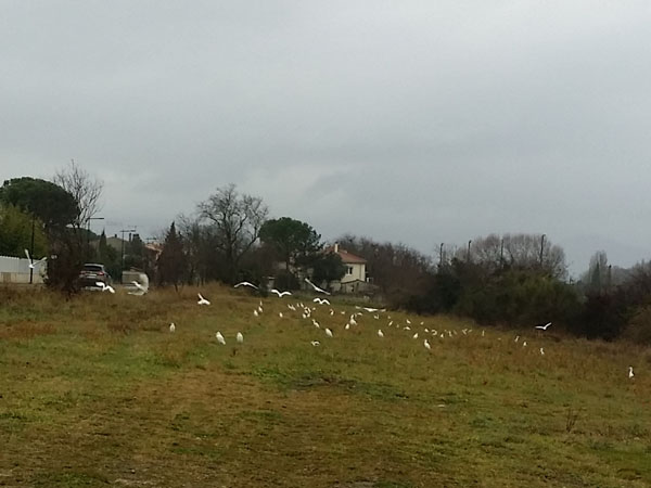 aigrettes de passage